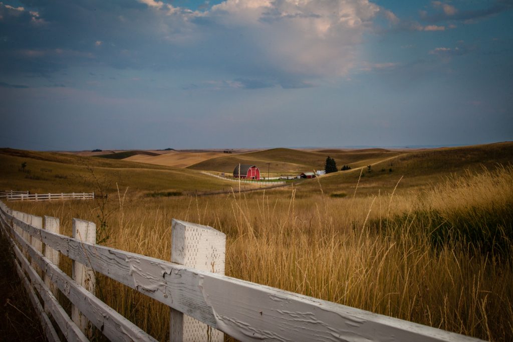 Fields - Ellen Ahern